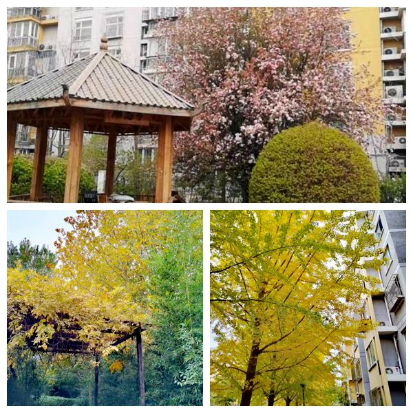 的“爆改”打造多彩龙腾苑六区社区凯发k8国际“六色助力”！家门口(图19)